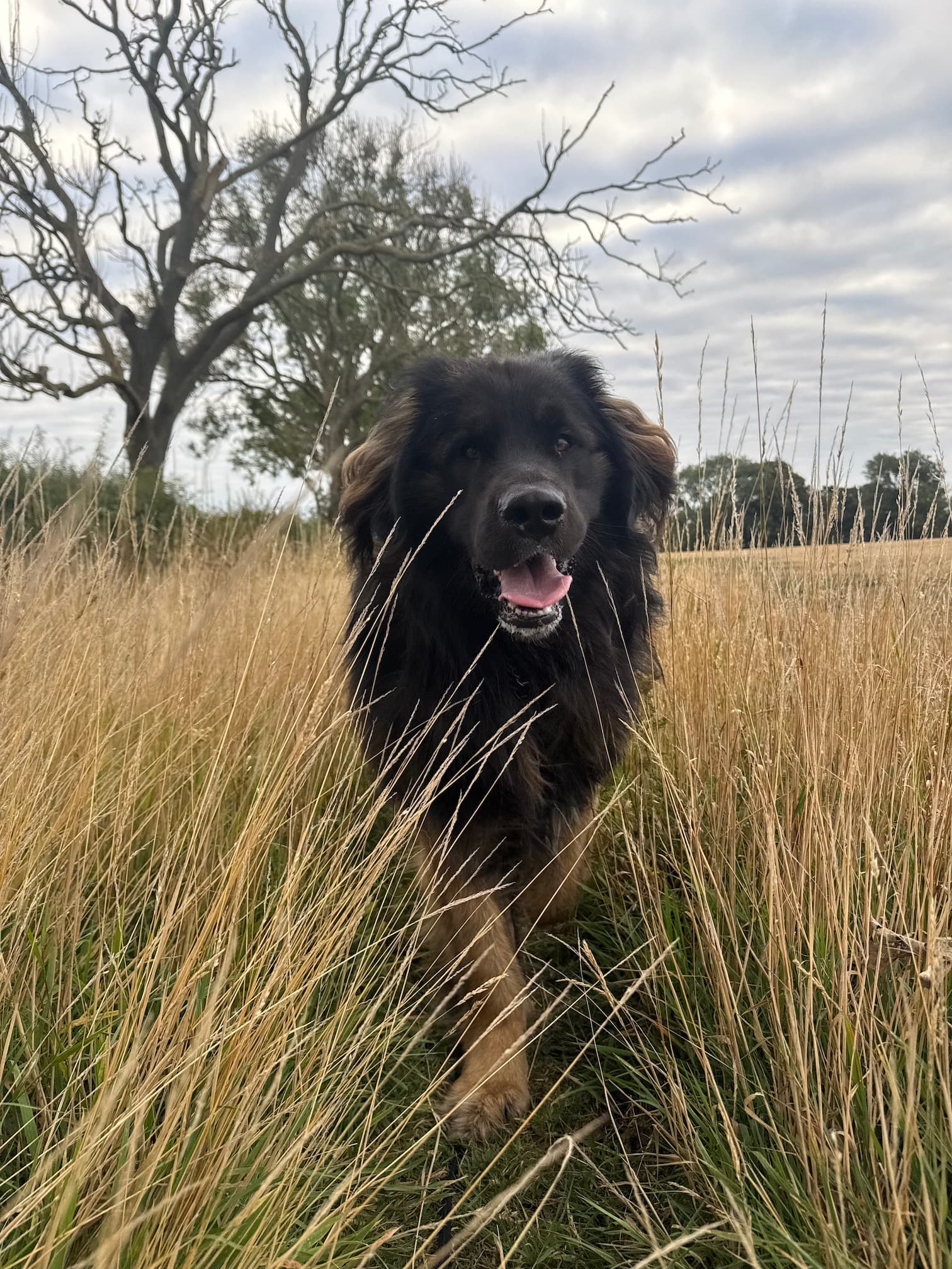 Solo dog walk service - one-on-one dog walking in Ponteland