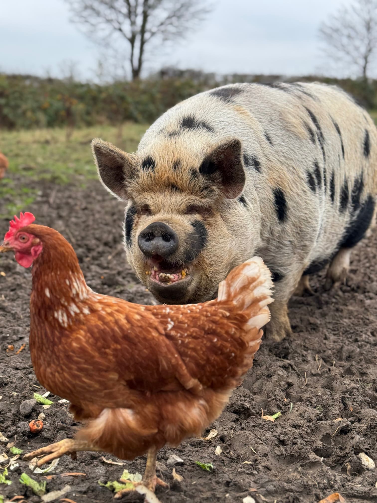 Bespoke pet care service - personalized pet sitting and care in Ponteland