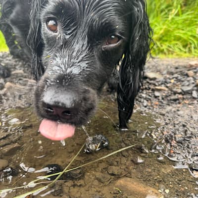 Douglas, the border collie team member