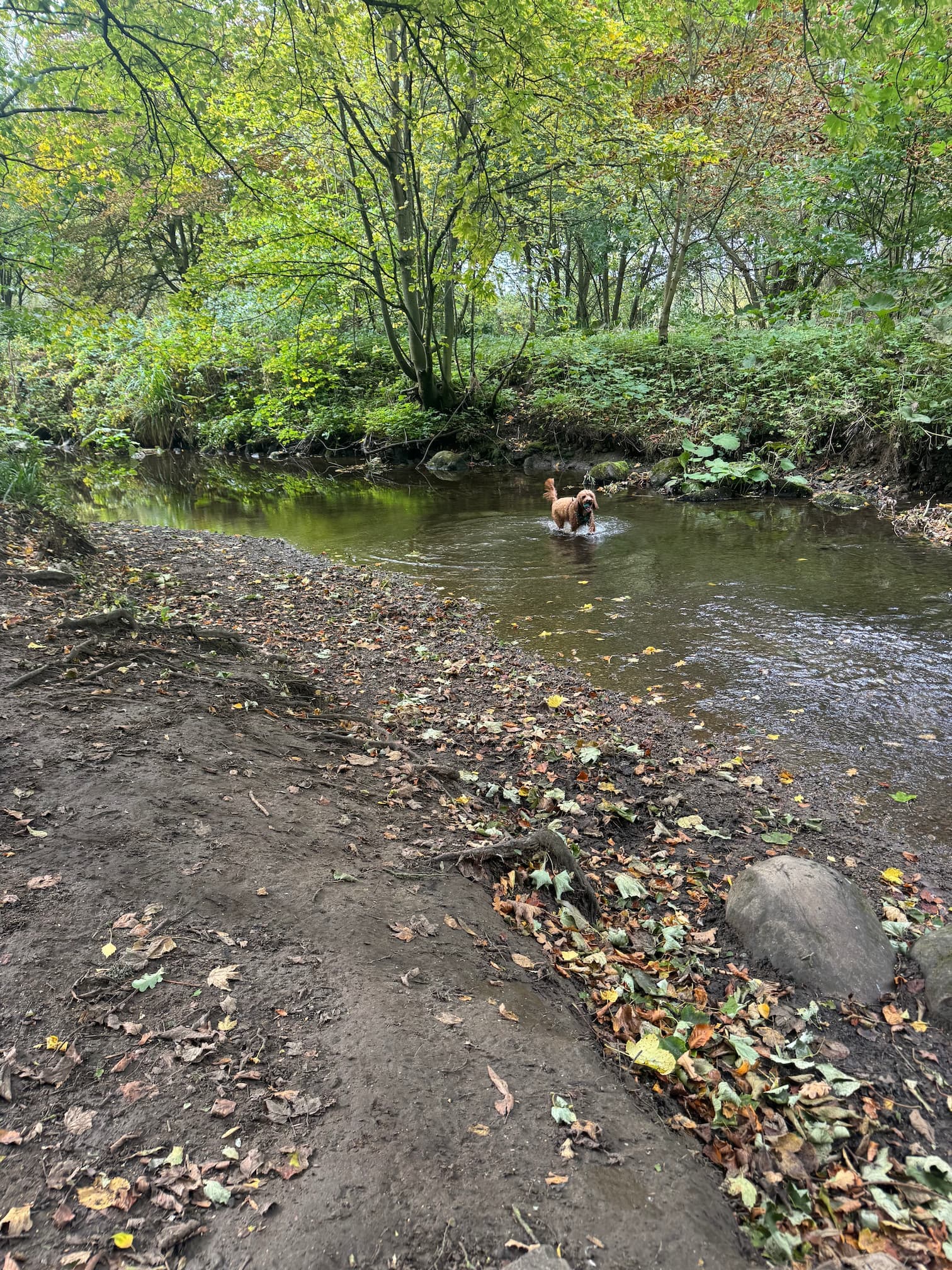 Happy dogs with West Thorn Waggers