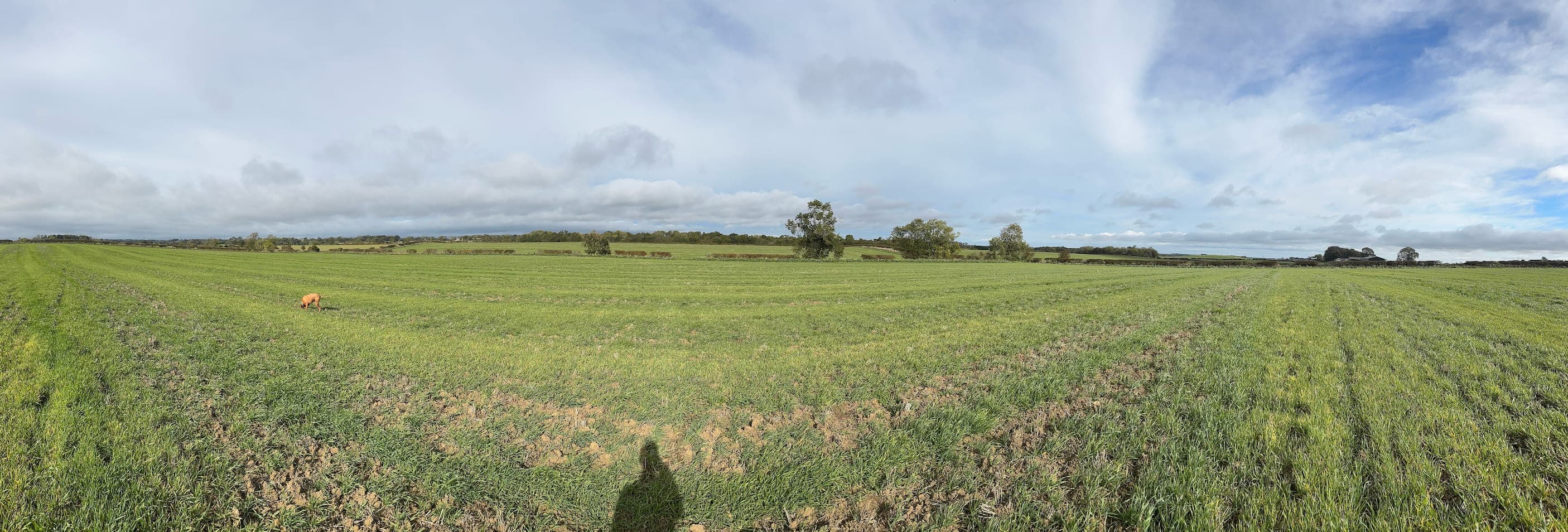 Happy dogs enjoying their walk